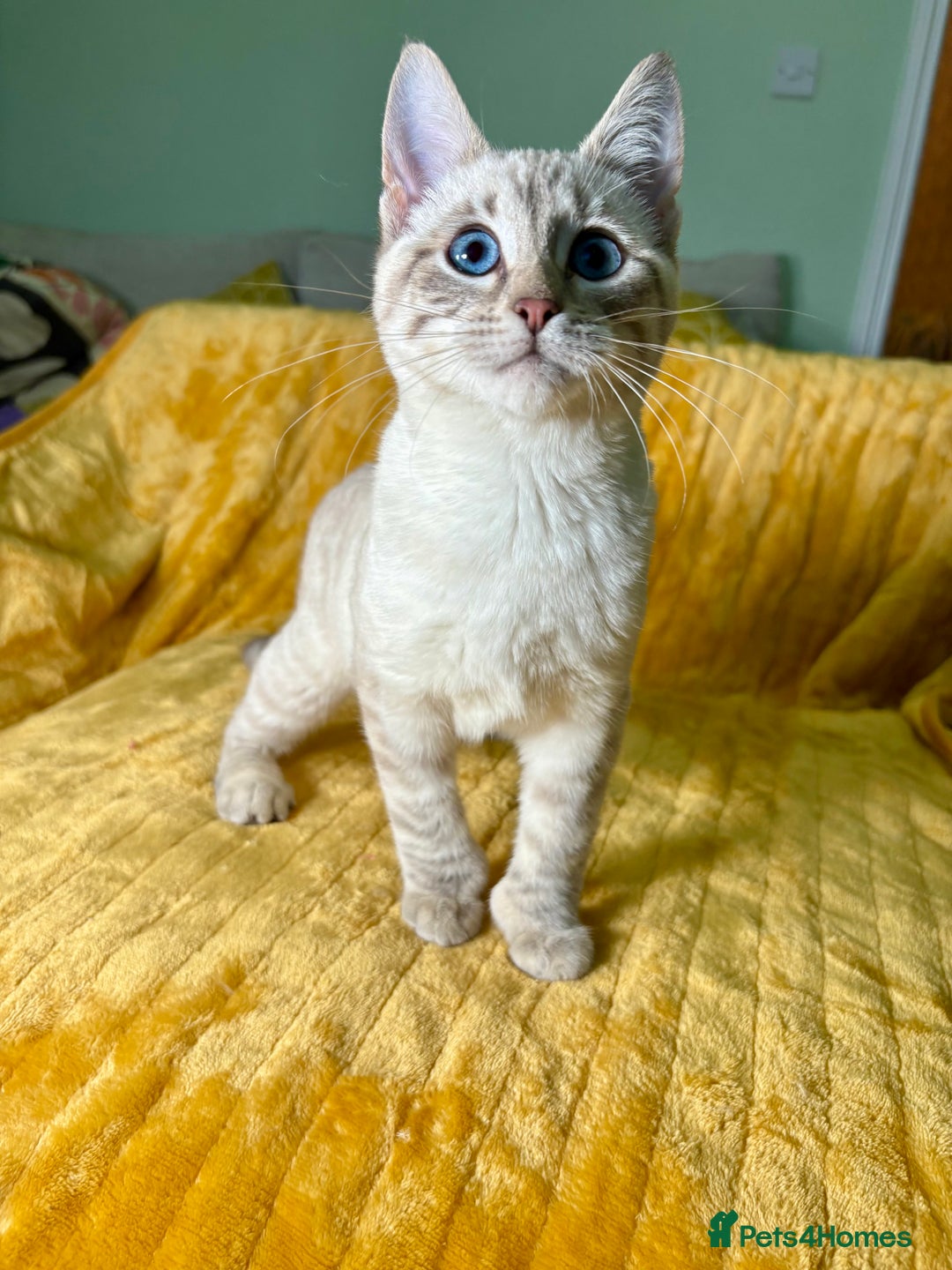 Bengal cats for sale: Breathtaking rare polydactyl snow leopard  - Advert 28