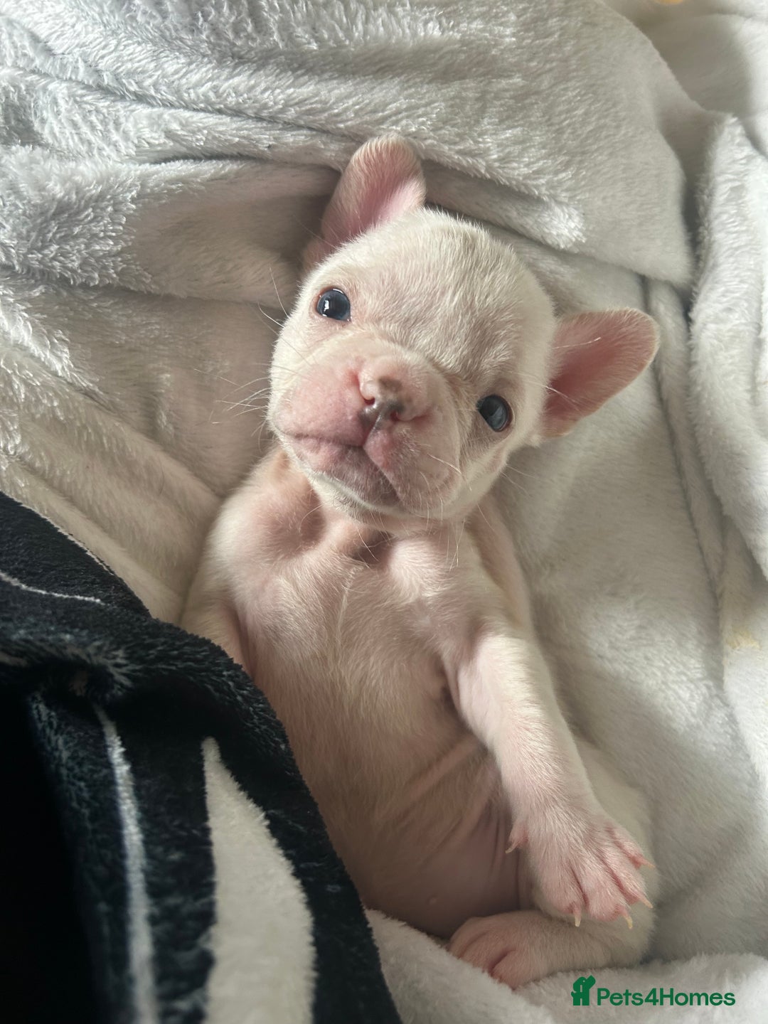 French Bulldog dogs for sale: French bulldog puppies (fluffy gene carriers) - Image 5