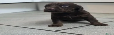 Cockerdor Puppy 10