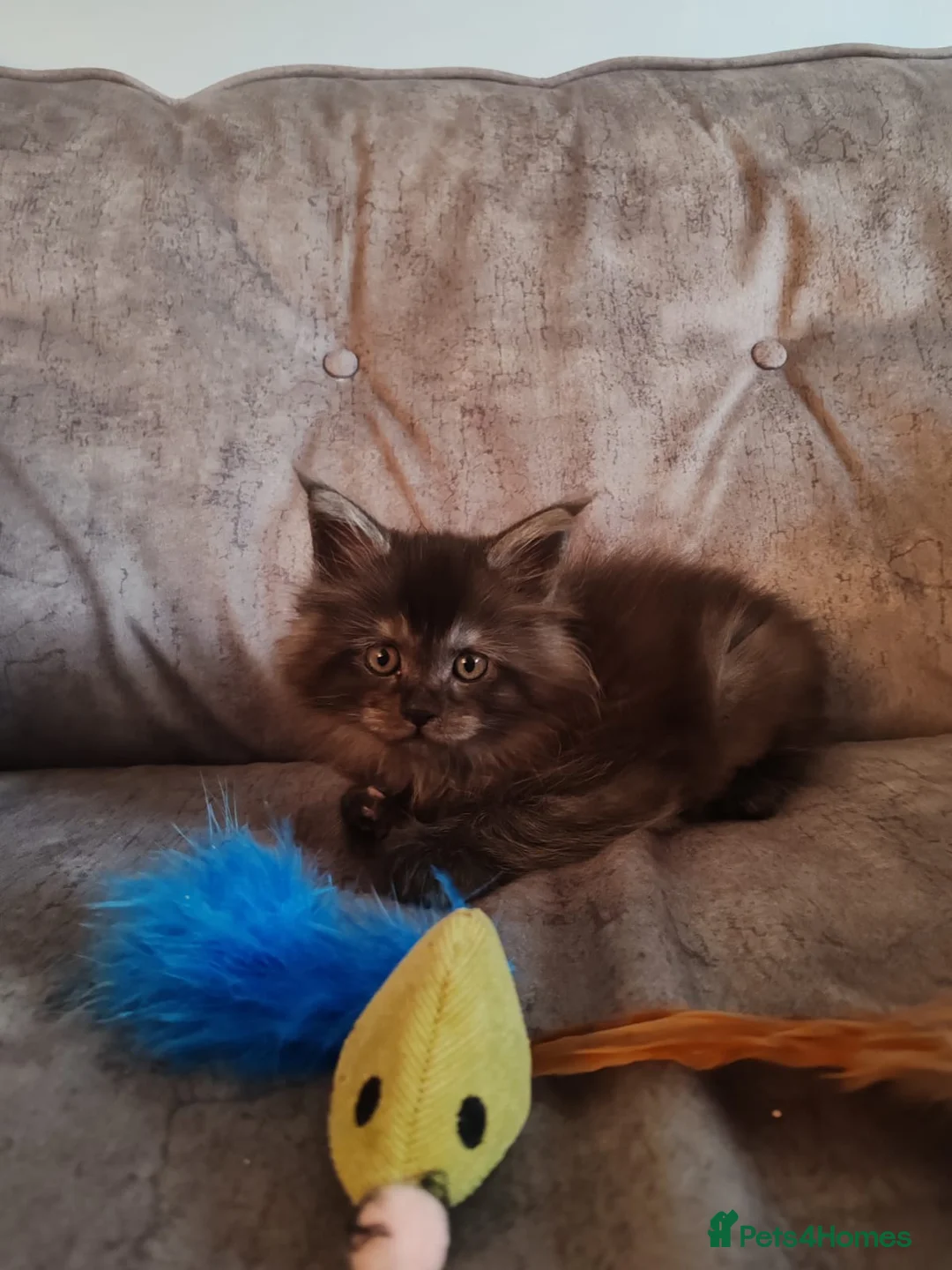 Maine Coon cats for sale: XL Polydactyl Black Smoke Maine Coon - Advert 2