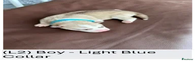 L2 - Light Blue Collar Boy