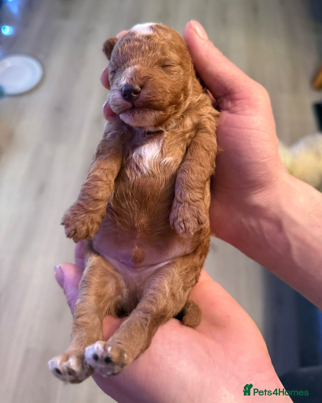 Toy Poodle dogs for sale: Beautiful Red & Phantom Toy Poodle's! KCregistered - Advert 2