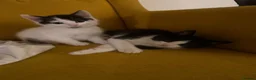 British Shorthair cats for sale: Adorable Black & White Kittens - Advert 12