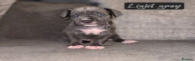 Cane Corso Puppy 5
