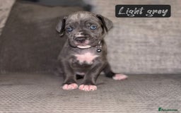 Cane Corso dogs for sale: Cane corso puppies  - Image 5