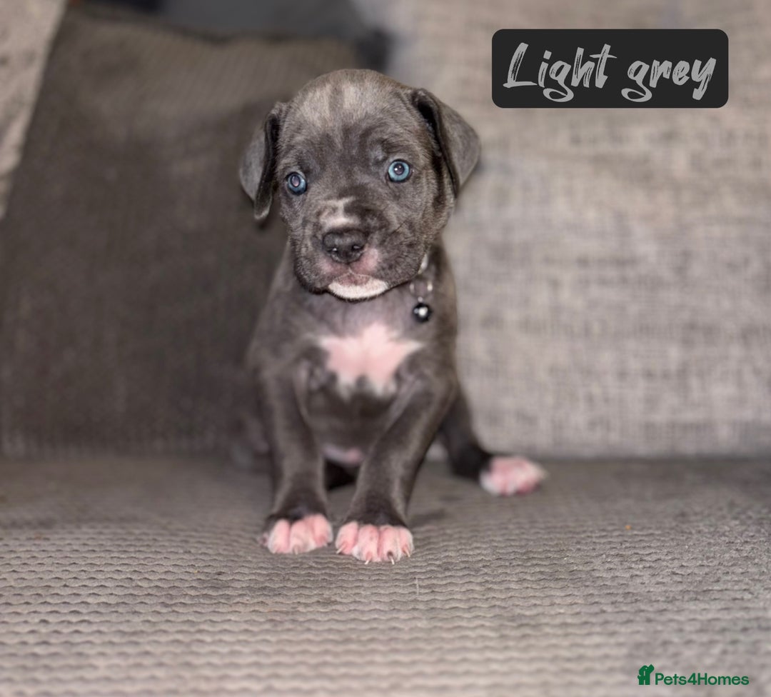 Cane Corso dogs for sale: Cane corso puppies  - Image 5