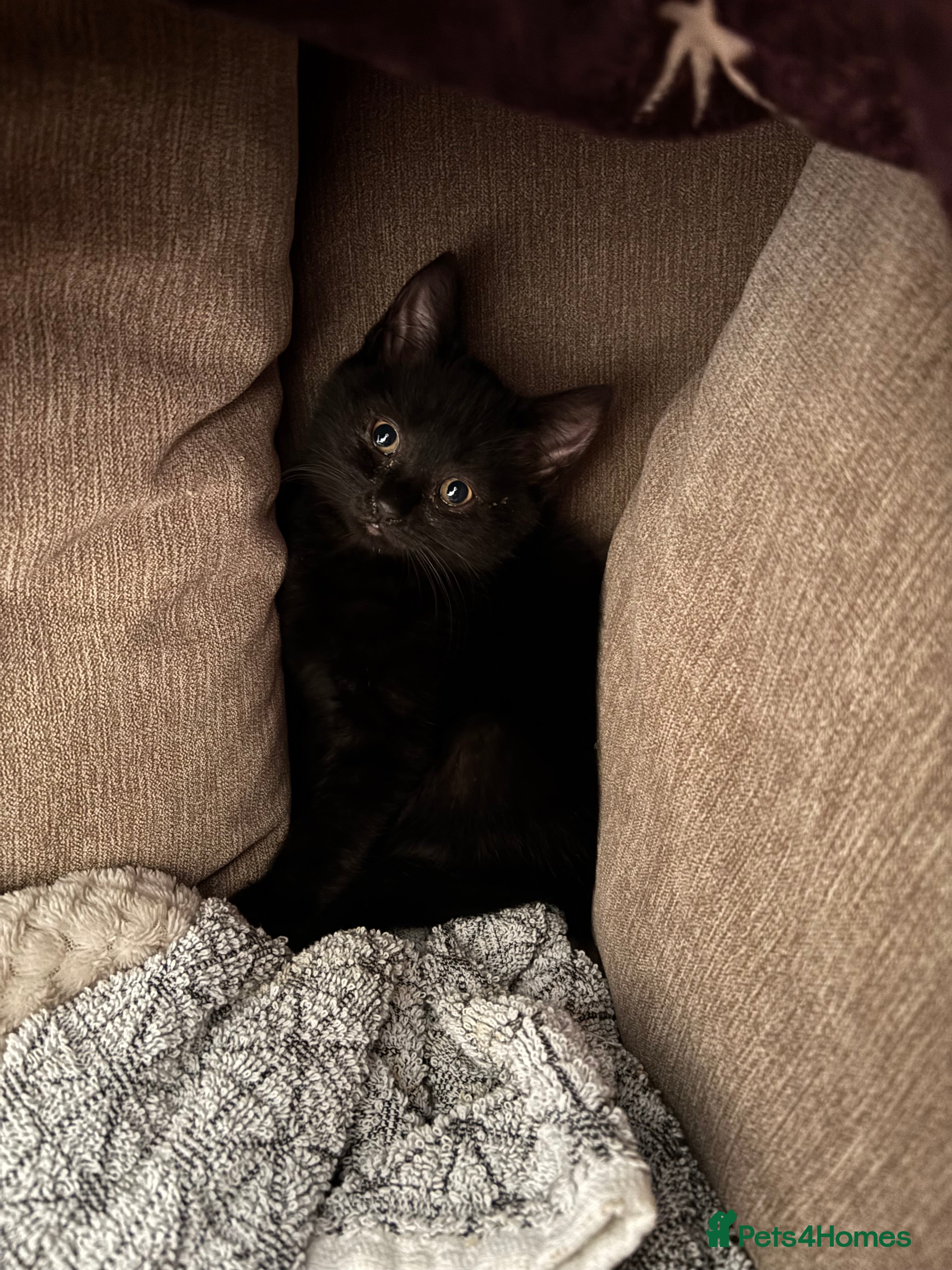 Mixed Breed cats Black Kitten 9 weeks old - Advert 3