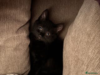 Mixed Breed cats Black Kitten 9 weeks old - Advert 3