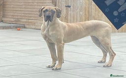 Great Dane dogs for sale: KC Reg Great Dane Female  - Image 20