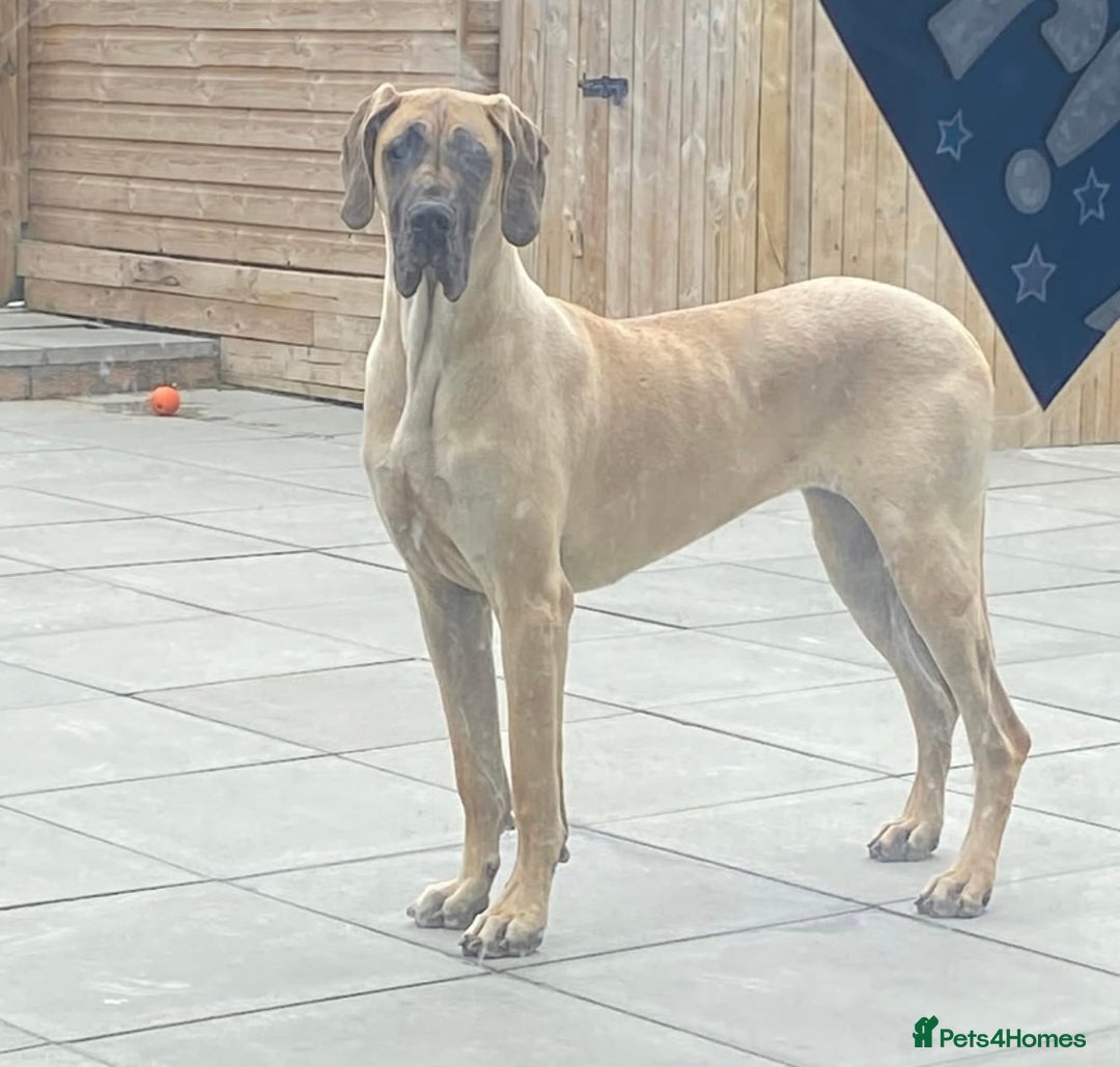 Great Dane dogs for sale: KC Reg Great Dane Female  - Image 20