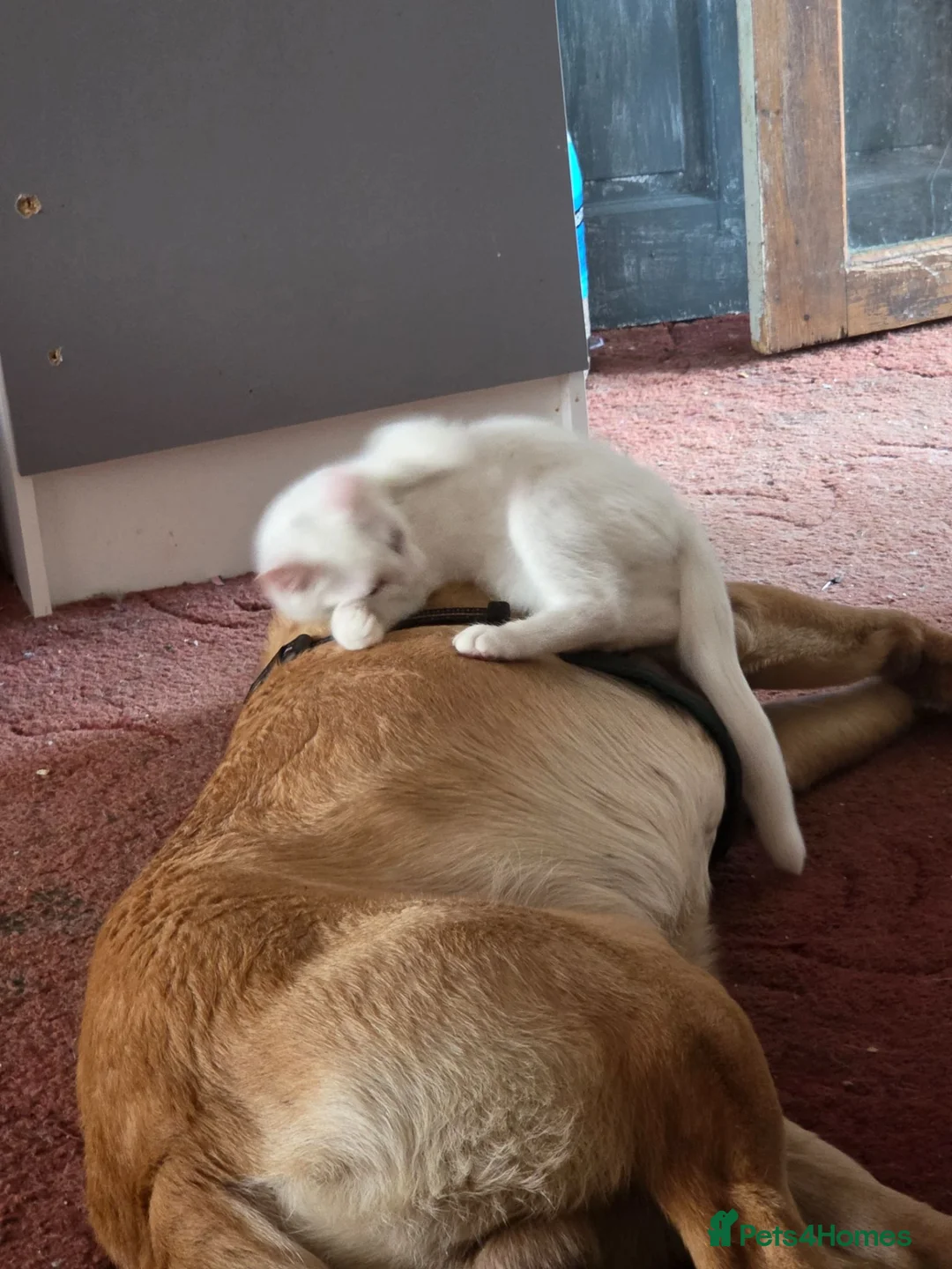 Mixed Breed cats for sale: 3, 12 week old kittens - Advert 2