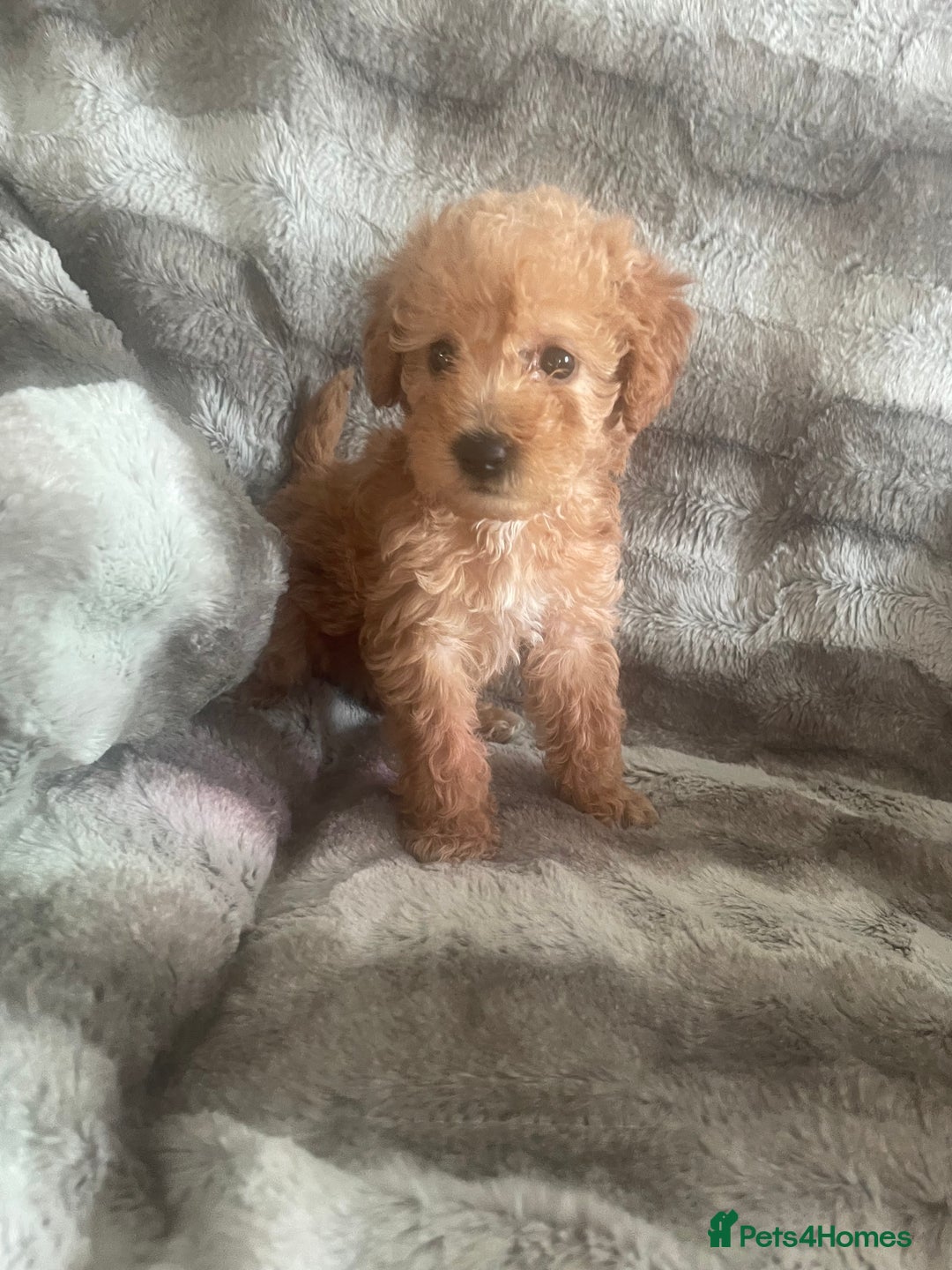 Toy Poodle dogs for sale: Toy poodle puppies  - Advert 27