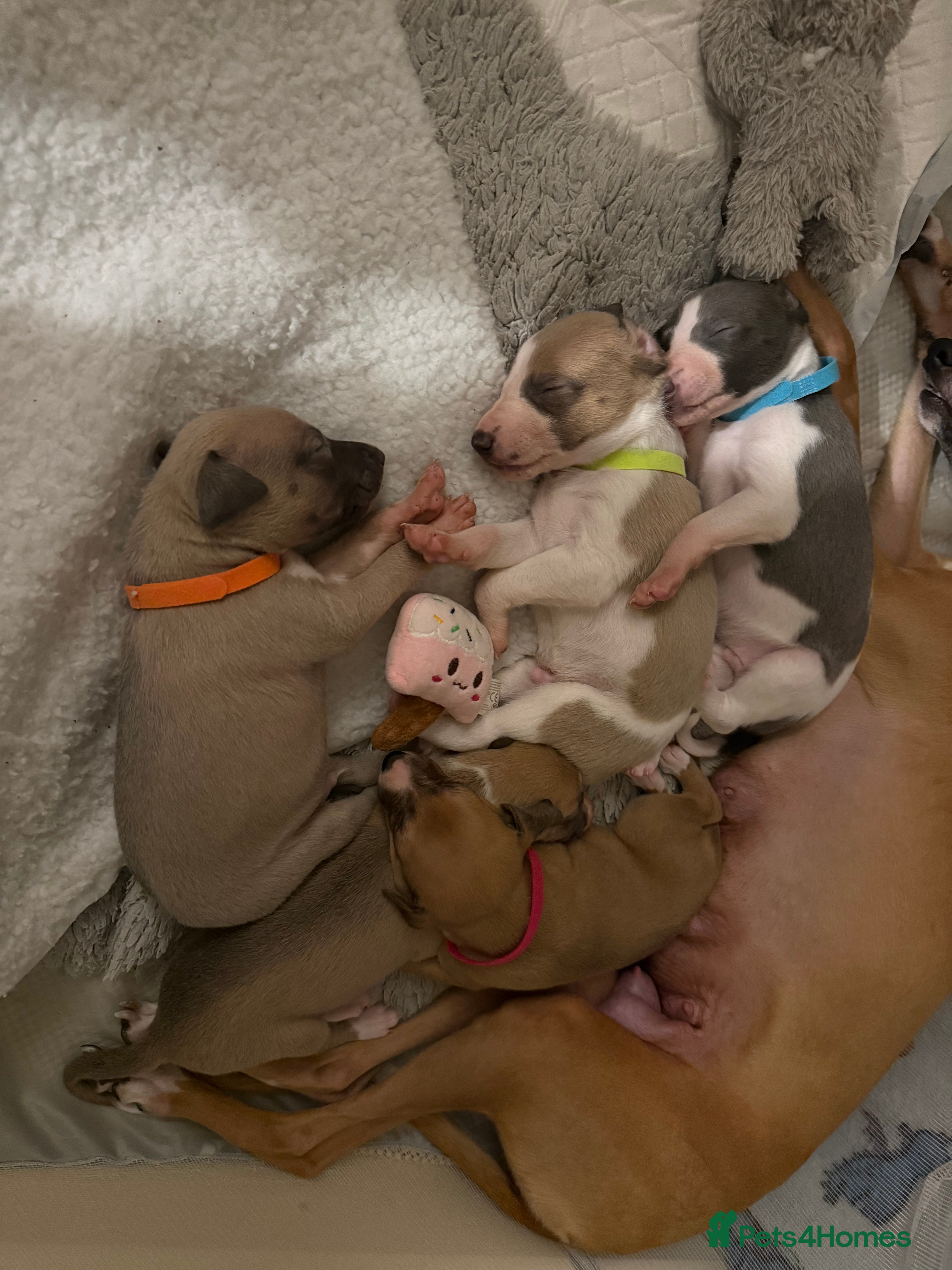 Whippet dogs Beautiful pedigree whippet puppies - Cornwall  - Advert 1