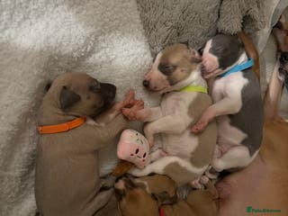 Whippet dogs Beautiful pedigree whippet puppies - Cornwall - Advert 1