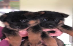 German Shepherd dogs for sale: West German German Shepherd stud dog for sale - Image 11