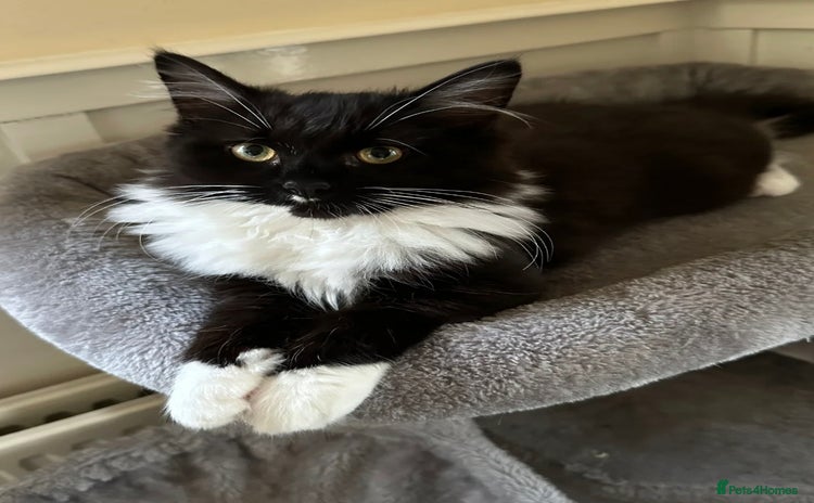 Maine Coon cats - Advert 12