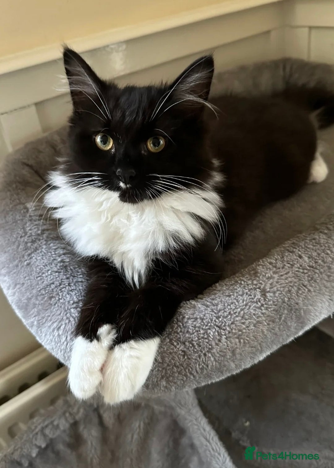 Maine Coon cats for sale: Tuxedo Maine Coon male 1yr - Image 1