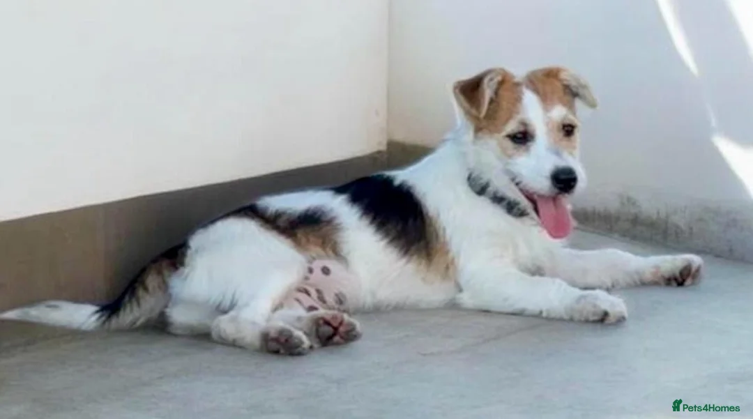 Jack Russell dogs for sale: Traditional short-legged Jack Russell puppy’s!  - Advert 29