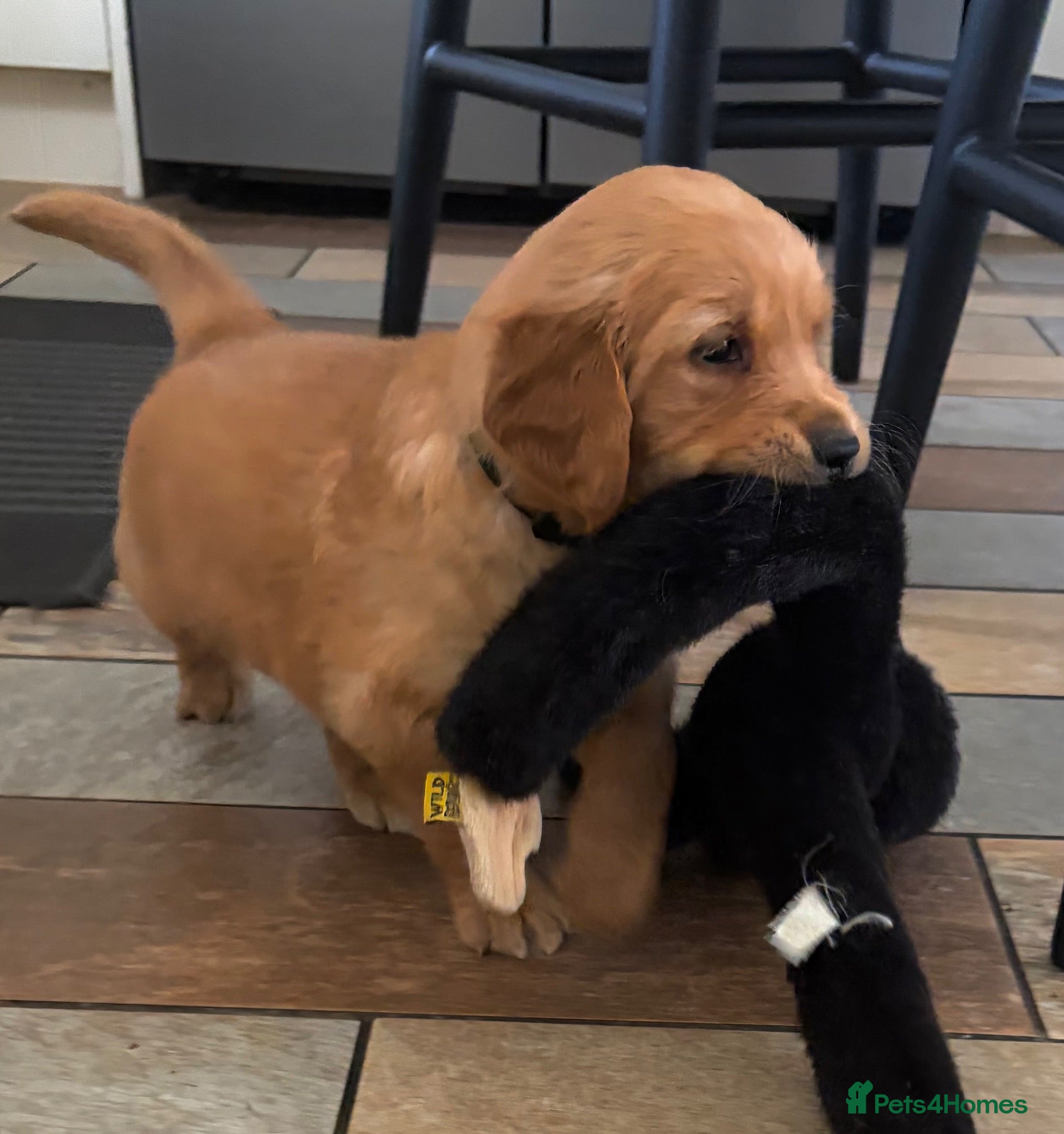 Golden Retriever dogs Gorgeous red golden retriever puppies  - Advert 1