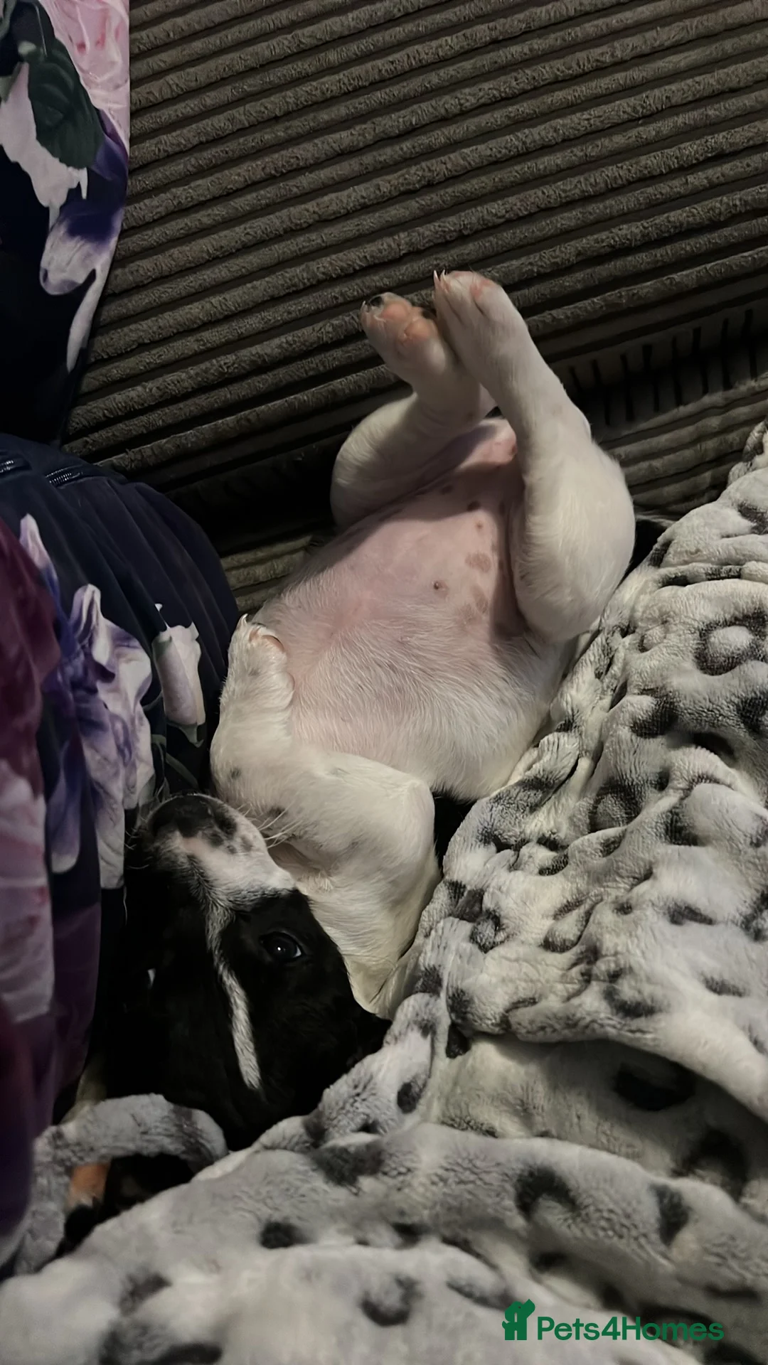 Jack Russell dogs for sale: Female Jack Russel  - Advert 15