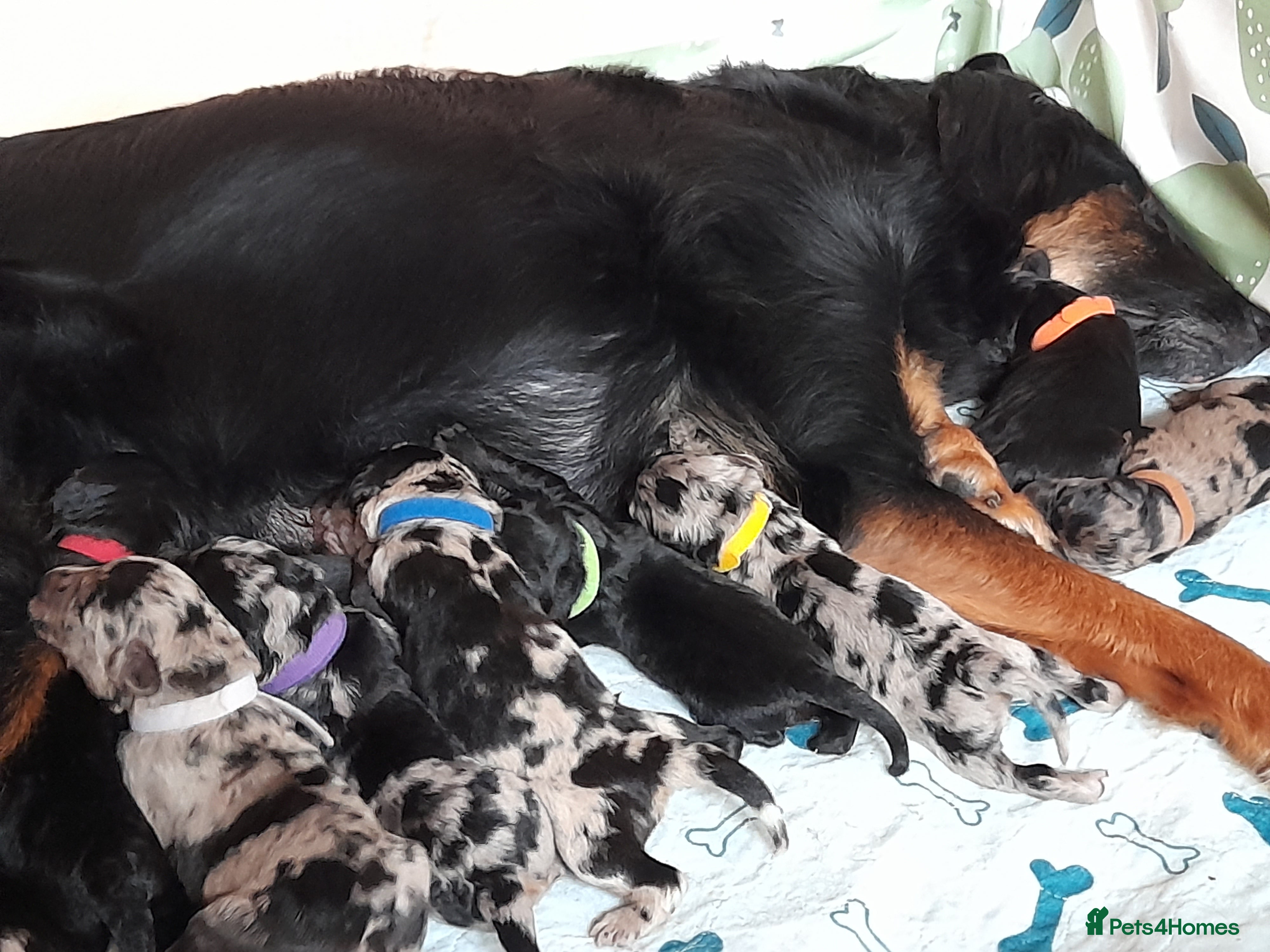 Mixed Breed dogs Beautiful Huntadoodles - Advert 2