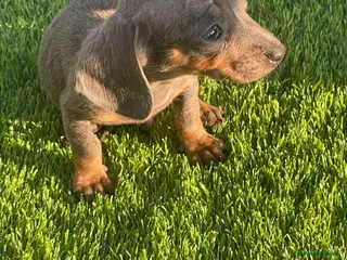 Miniature Dachshund dogs Miniature Dachshund Puppies Ready for Loving Homes - Advert 1
