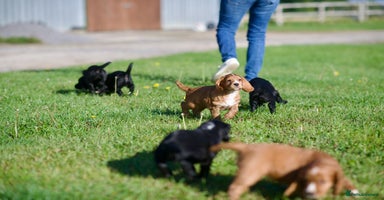 Cocker Spaniel dogs - Advert 9