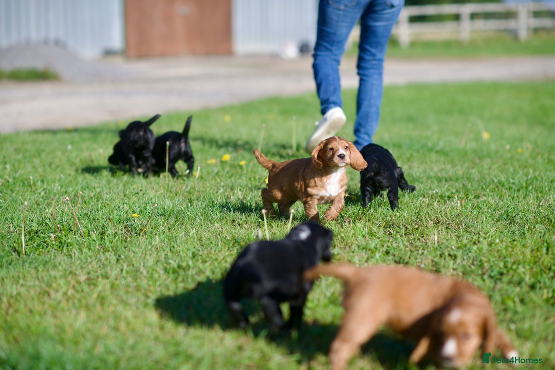 Cocker Spaniel dogs for sale: KC Reg – Fully Health Tested – Working Cocker Pups - Image 2