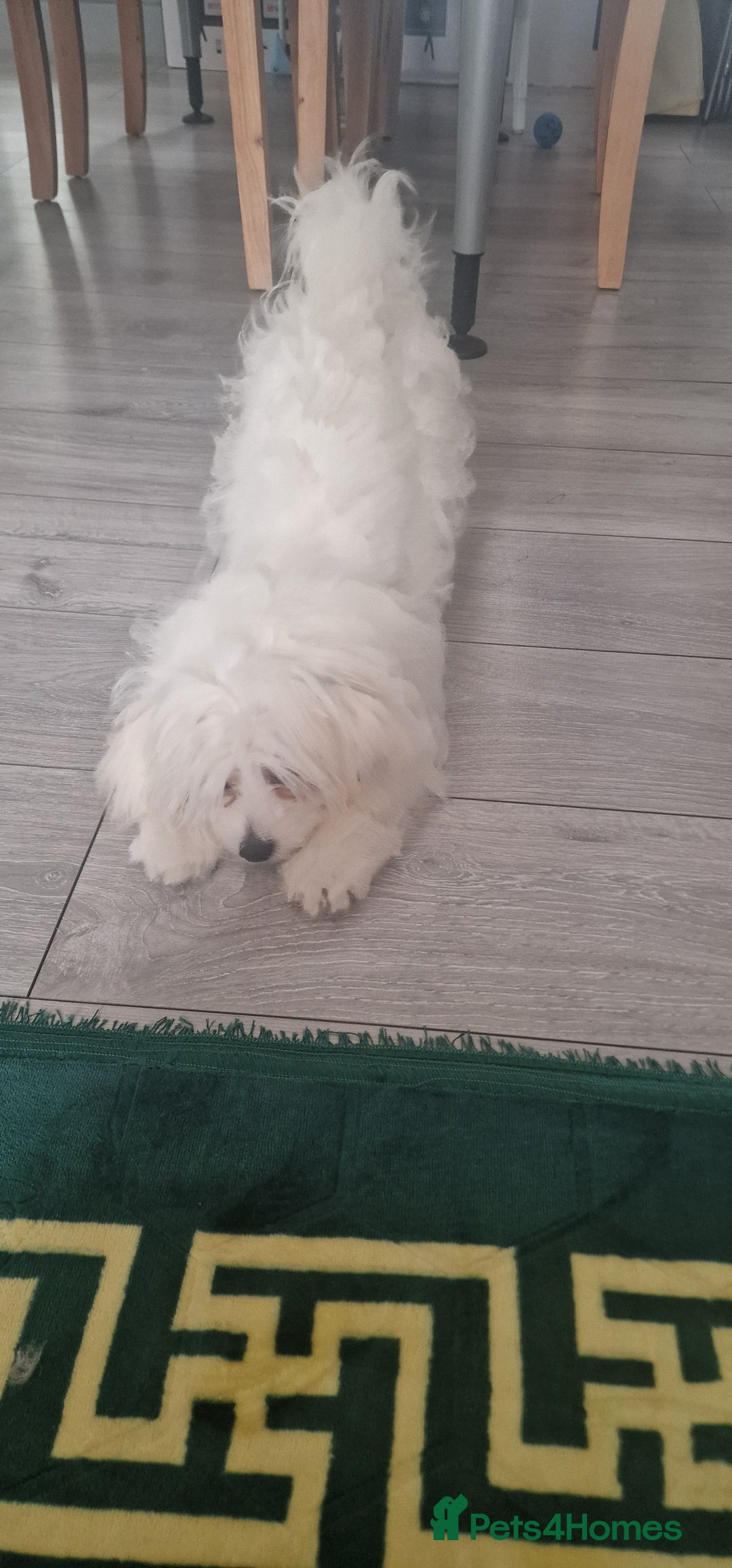 Maltese dogs for sale: Beautiful Maltese  - Advert 5