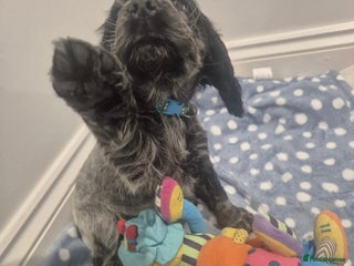 Cocker Spaniel dogs Outstanding KC registered cocker Spaniel puppies. - Advert 2