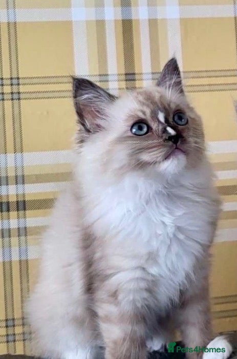 Ragdoll cats Stunning seal mitted boy left - Advert 5