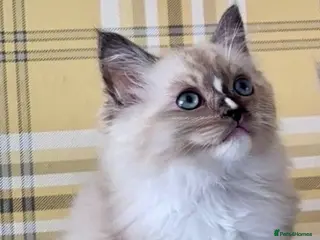 Ragdoll cats Stunning seal mitted boy left - Advert 1