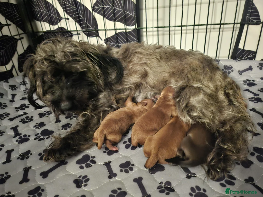 Mixed Breed dogs for sale: F1B Cockapoo Puppies – KC Toy Poodle Sired in Halifax - Advert 10