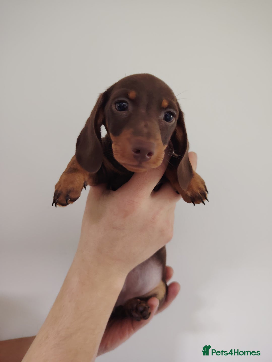 Miniature Dachshund dogs for sale: Fully vaccinated smooth heared dachound - Advert 6