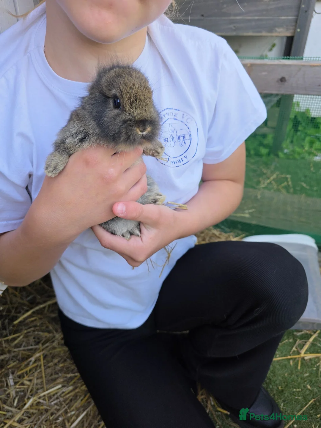 Mixed Breed rabbits for sale: Baby rabbits - Advert 2