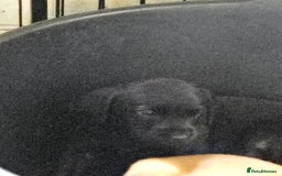 Labrador Retriever dogs for sale: Stunning litter of Fox Red and Black Labradors - Image 31