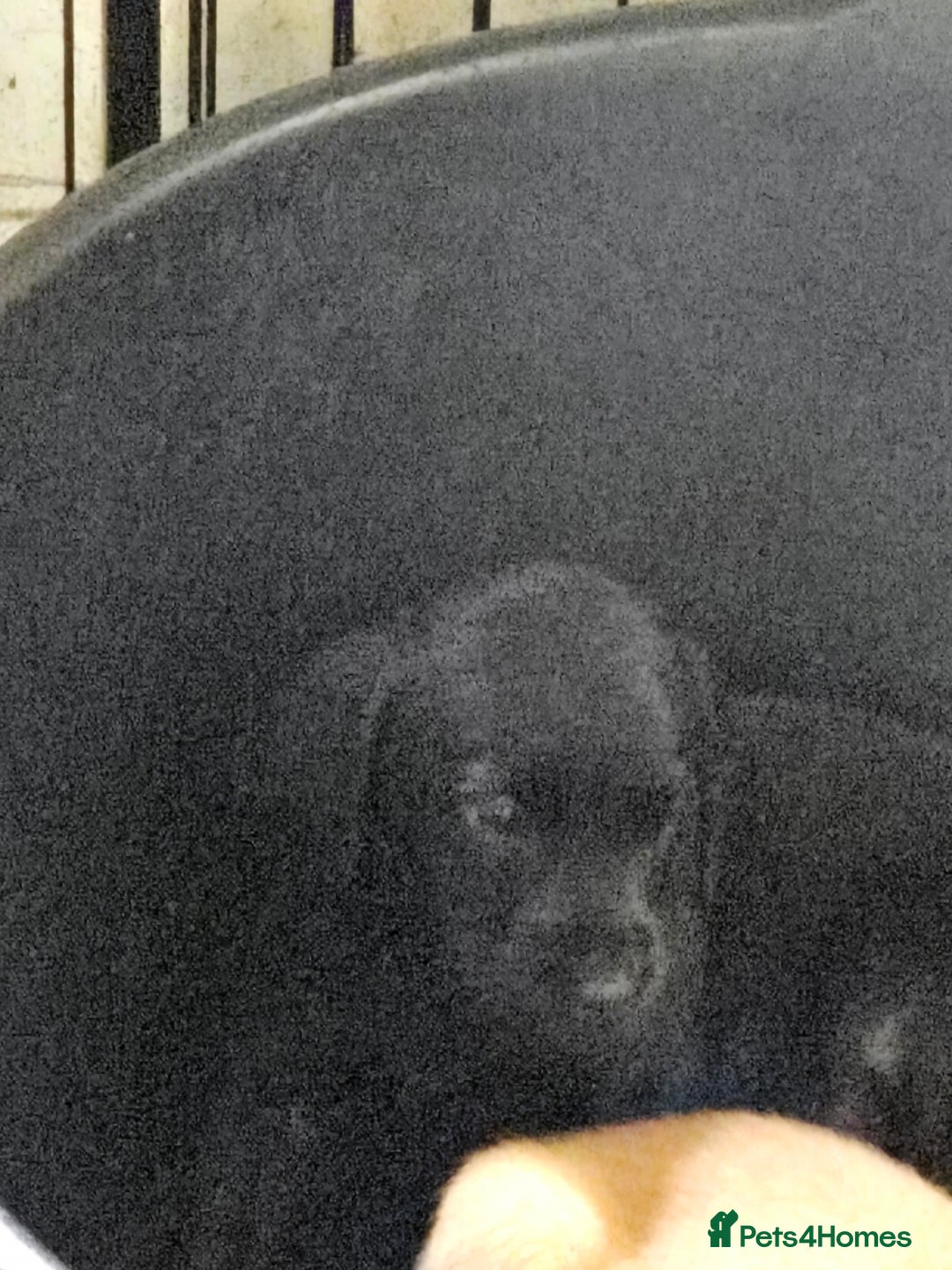 Labrador Retriever dogs for sale: Stunning litter of Fox Red and Black Labradors - Image 31