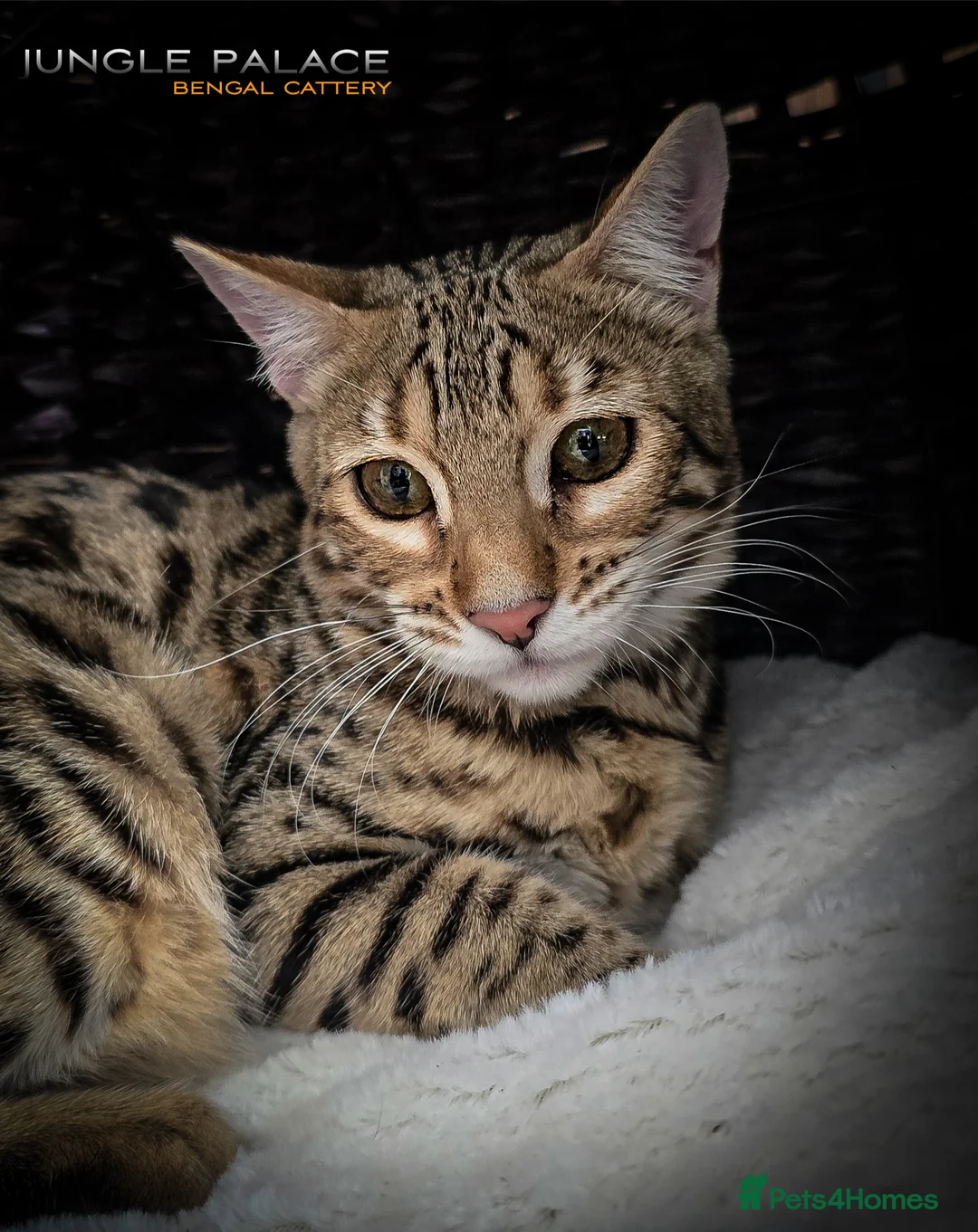 Bengal cats for sale: Looking for 5⭐️Forever Home for Our Beautiful Girl - Advert 3