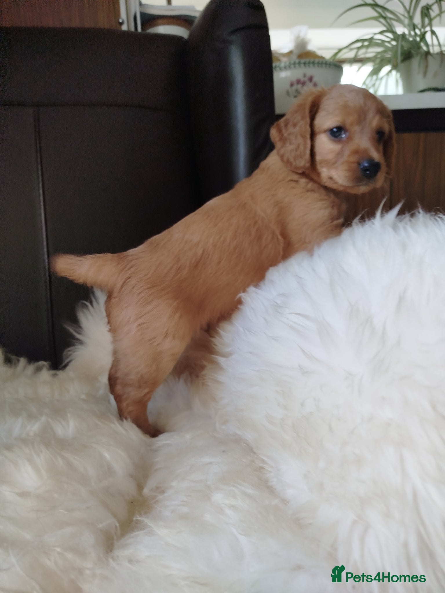 Cockapoo dogs Cockerpoo f2 - Advert 2