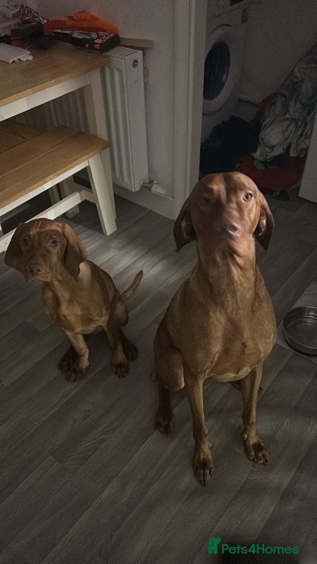 Hungarian Vizsla dogs for stud: Hungarian Vizsla proven stud  - Image 6