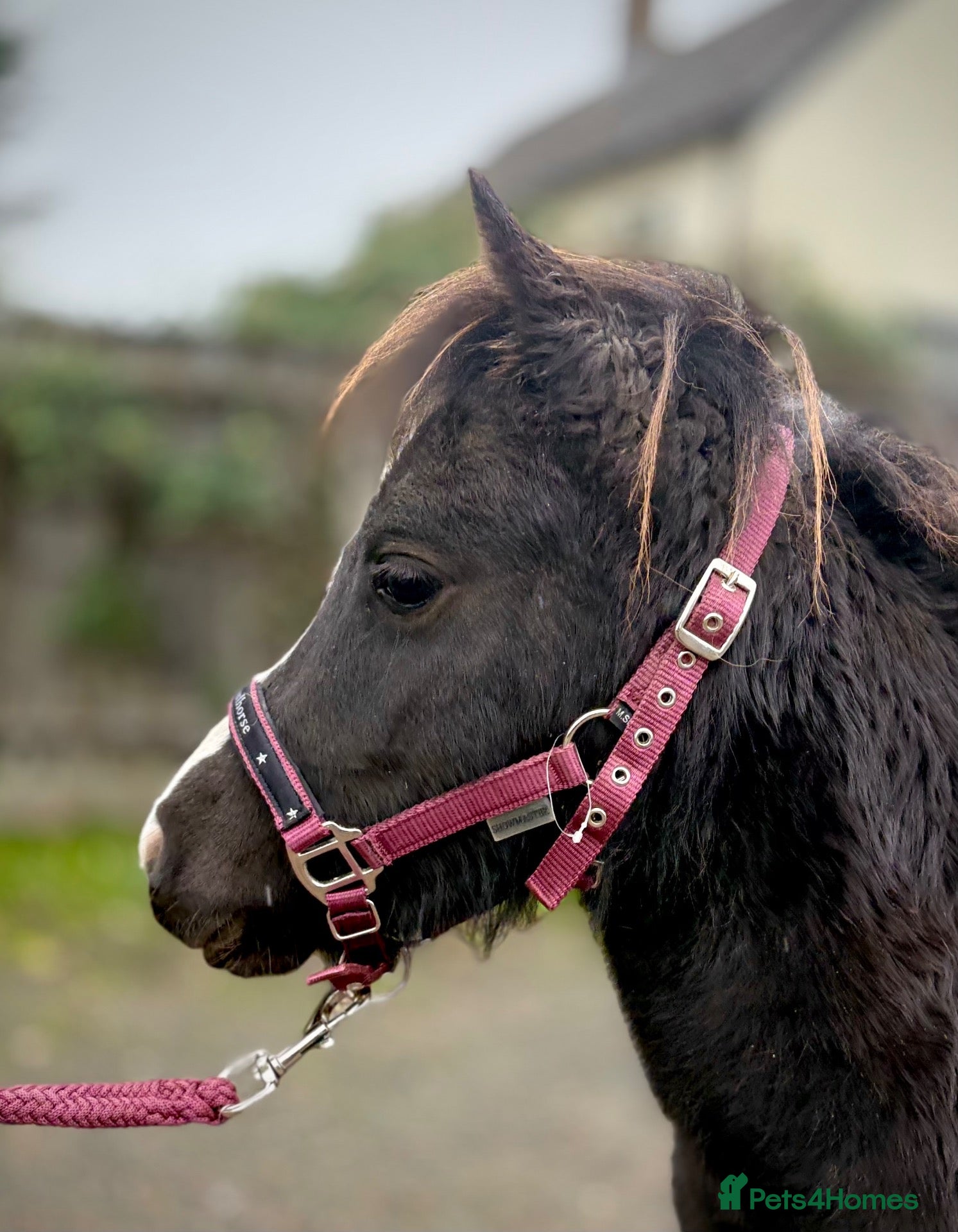 Miniature horses for sale: Beautiful and friendly pure Falabella Filly - Advert 11