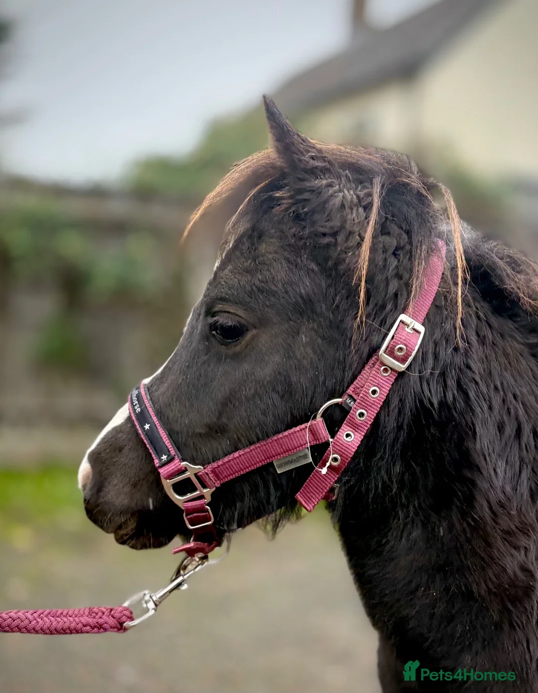 Miniature horses for sale: Beautiful and friendly pure Falabella Filly - Advert 1