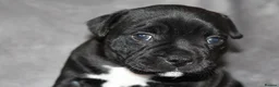 Staffordshire Bull Terrier dogs for sale: Extensively Health Tested KC S.B.T - Advert 15