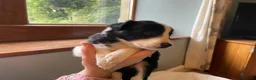 Border Collie dogs for sale: Beautiful Border Collie Puppies in Grassington - Advert 15