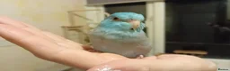 Parrots birds for sale: Parrotlet Male - Advert 6