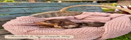Miniature Dachshund dogs for sale: Miniature Dachshund Boys and Girl - Advert 3