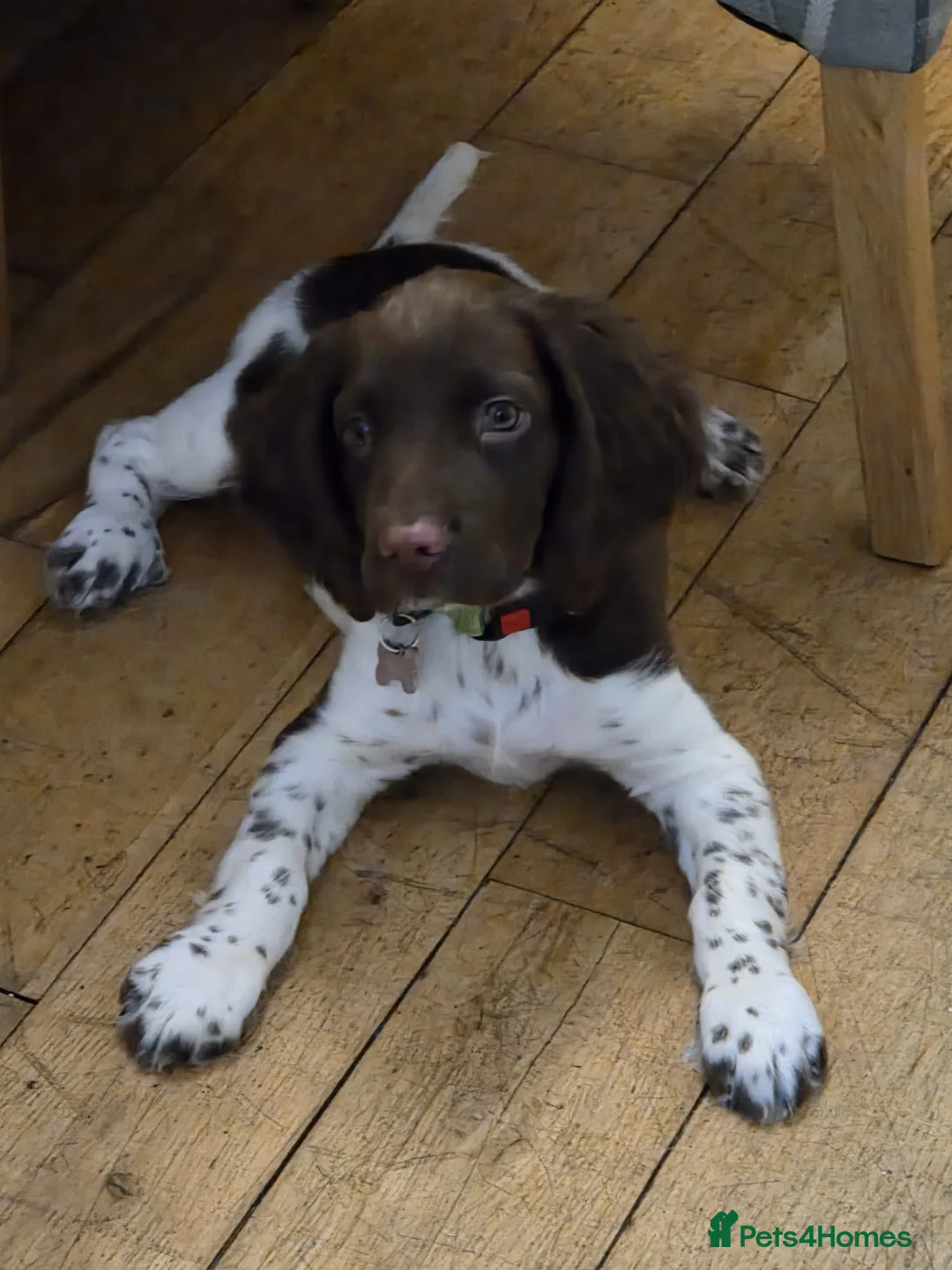 English Springer Spaniel dogs for sale: Female puppy  - Advert 2