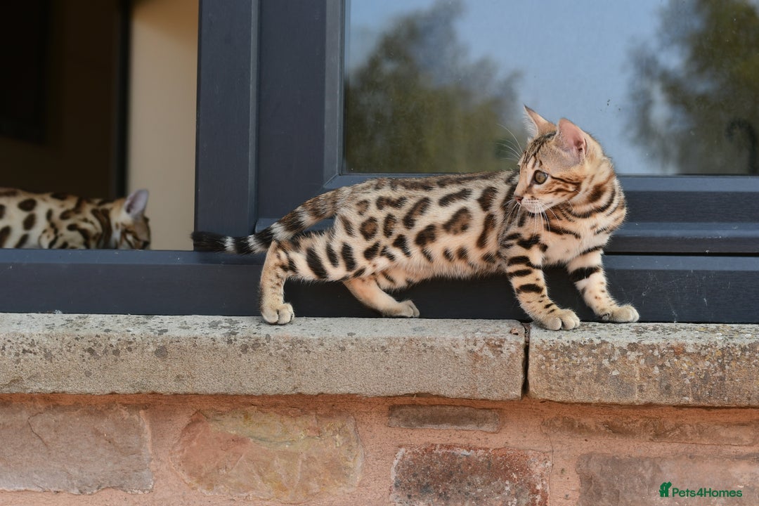 Bengal cats for sale: Show quality Bengal kittens available  - Image 30