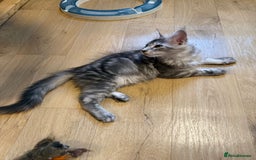 Maine Coon cats for sale: Maine Coon pedigree  - Image 6