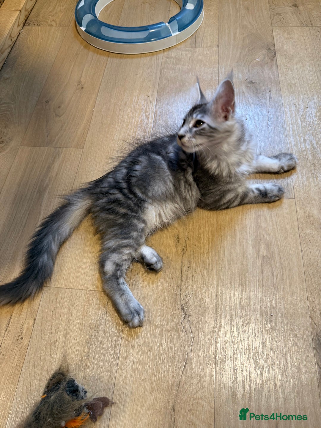Maine Coon cats for sale: Maine Coon pedigree  - Image 6
